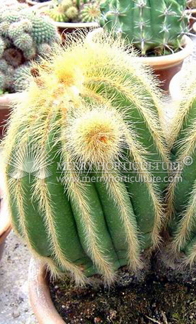 Cactus spp 4